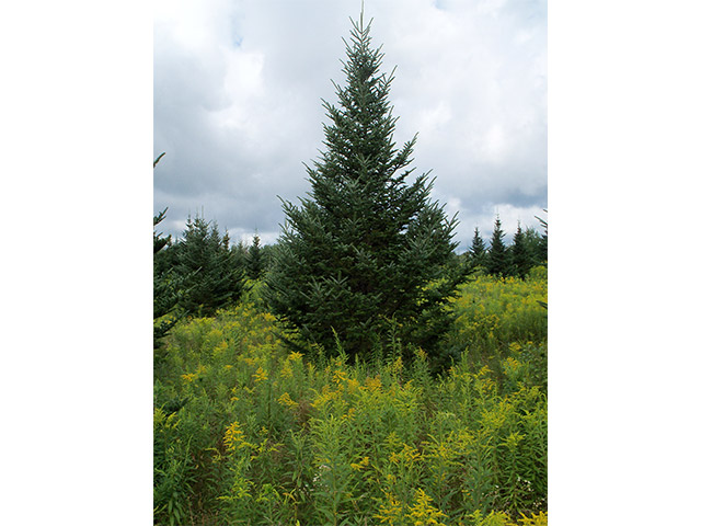 wholesale christmas tree farms photo albums fabulous wholesale christmas tree farms photo albums fabulous