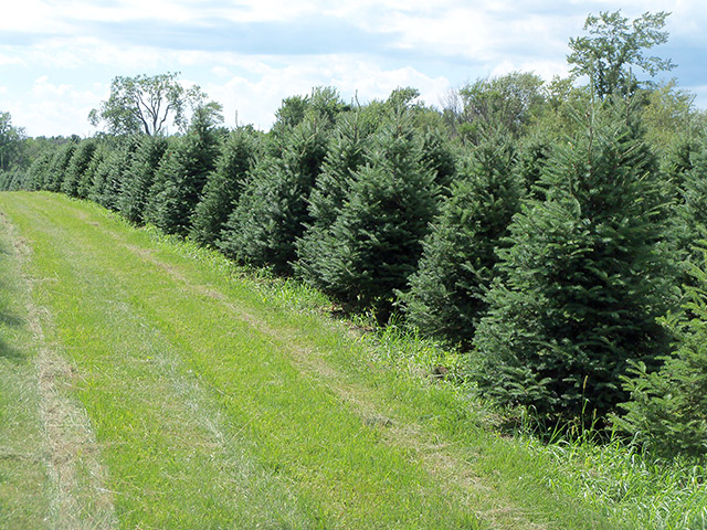 wholesale christmas trees high ground tree farm wholesale christmas trees high ground tree farm
