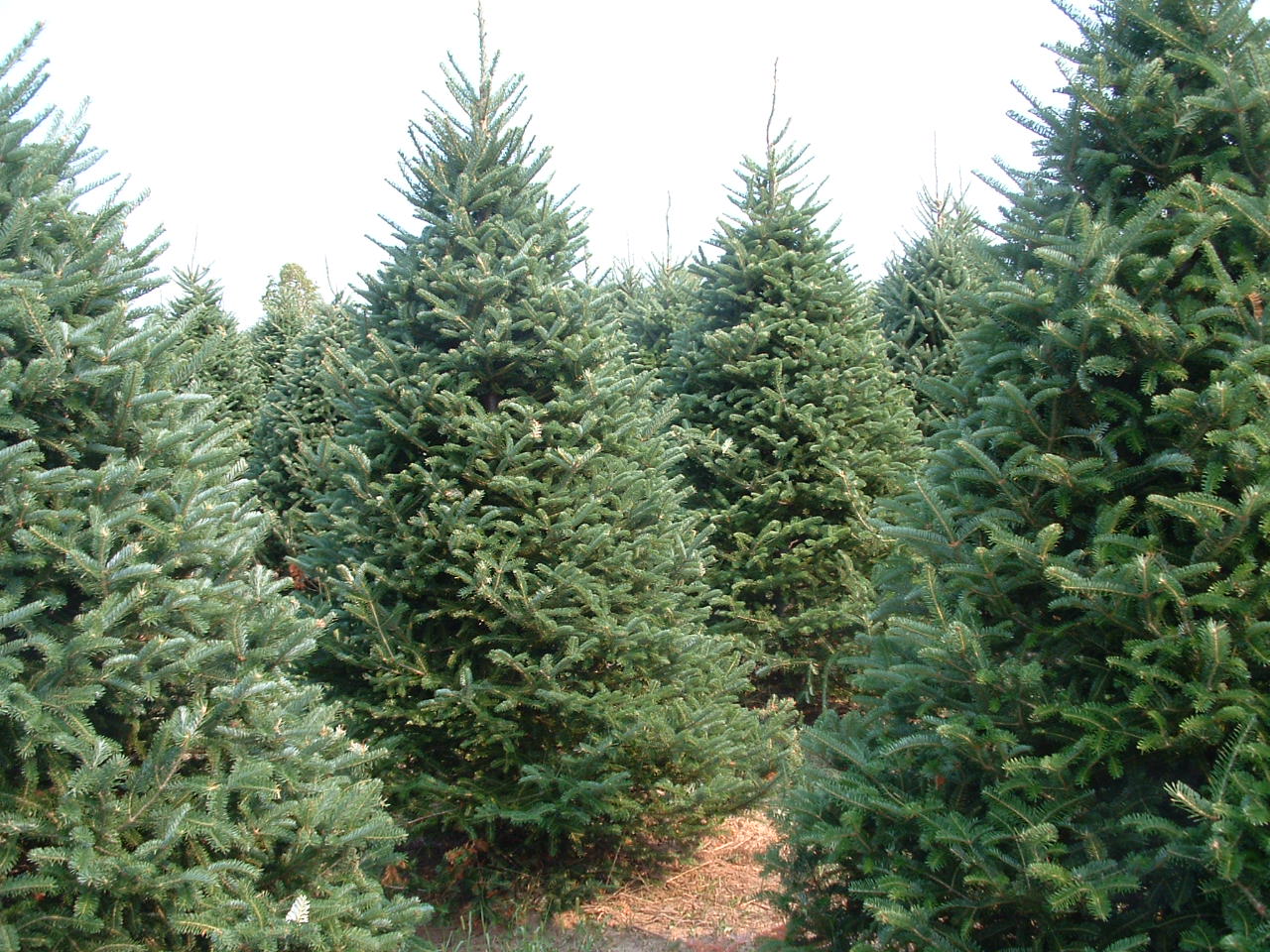 Retail and Wholesale Christmas Trees | High Ground Tree Farm