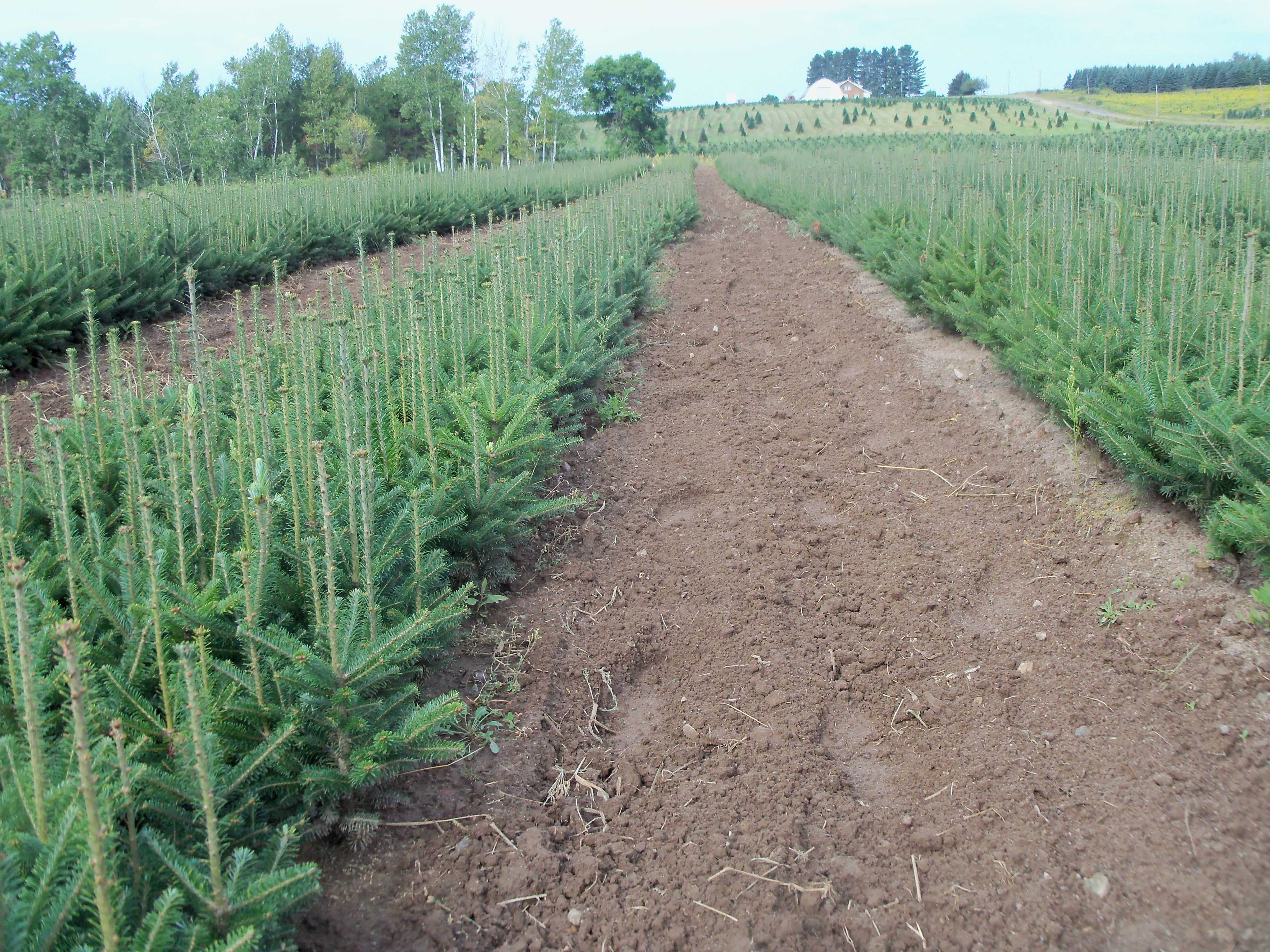 Christmas Tree Nursery | High Ground Tree Farm